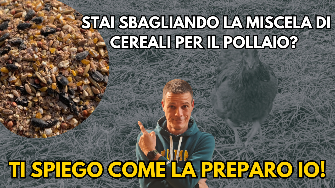 Stai sbagliando la miscela di cereali per il pollaio